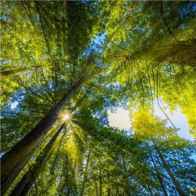 到2025年实施森林质量精准提升1000万亩